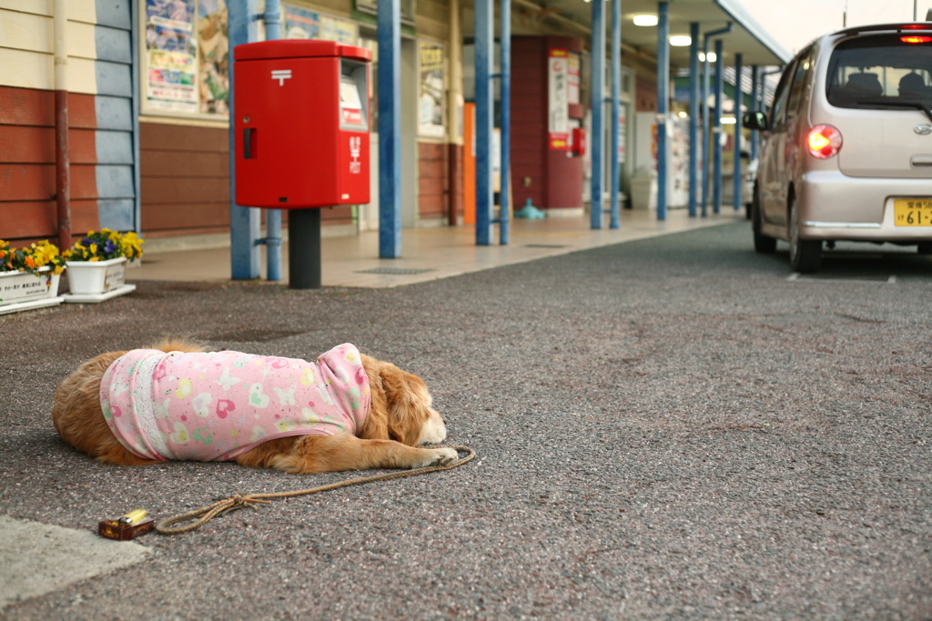 みゅうちゃんと駅まで散歩