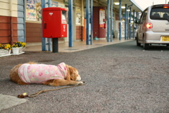 みゅうちゃんと駅まで散歩