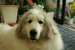 梅雨もお店番してるココ様