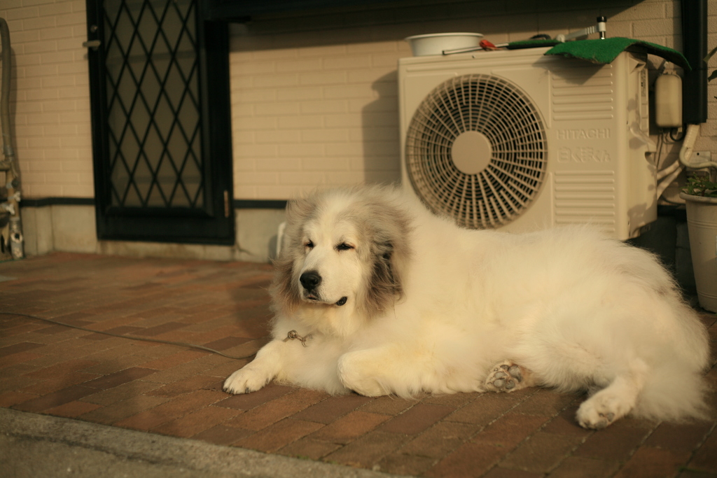 今日もほのぼのしてるココ様