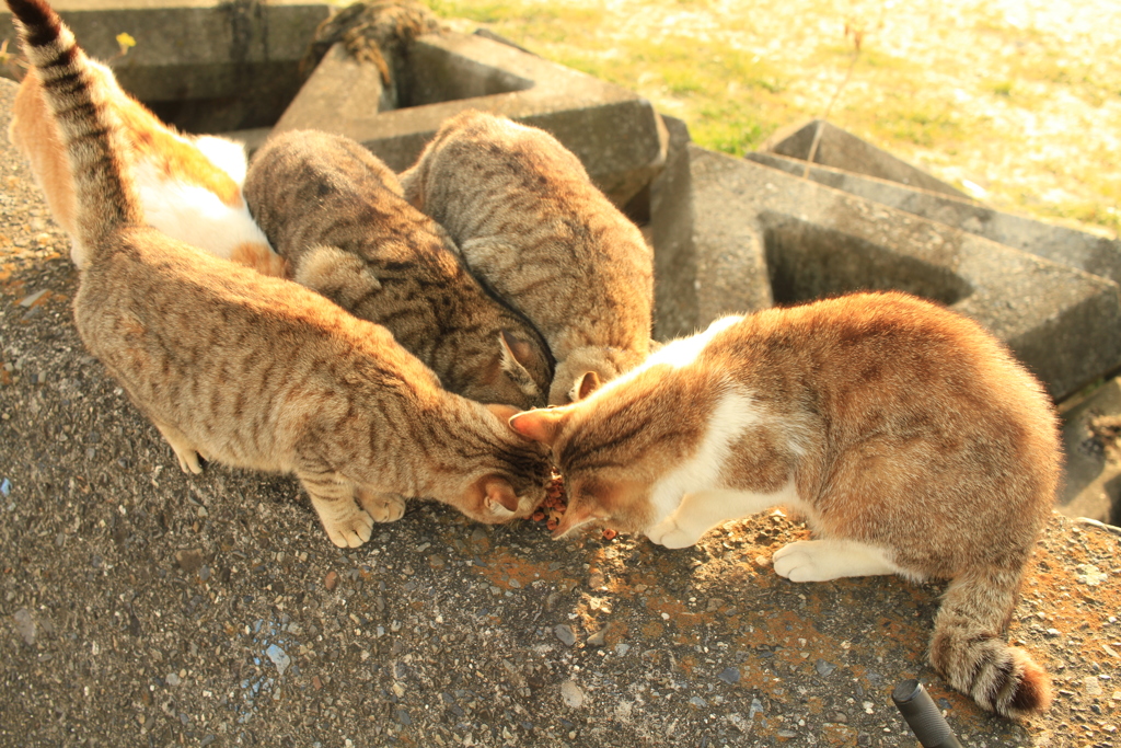 ねこまっしぐら