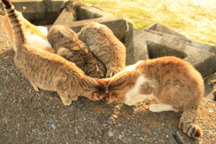 ねこまっしぐら