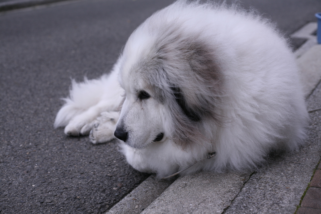今日も番犬してるココさん
