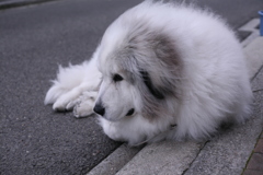 今日も番犬してるココさん