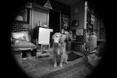 新しいい寫眞表現