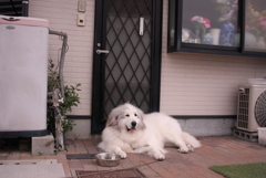 ココちゃんもゴールデンウィーク