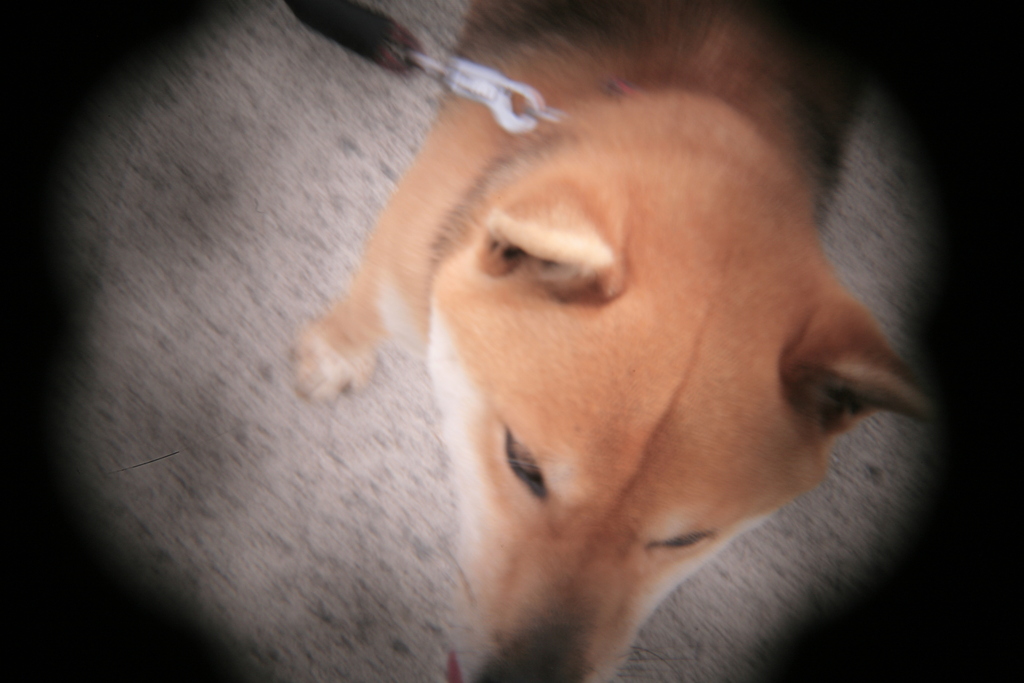 ホルガトイレンズにて