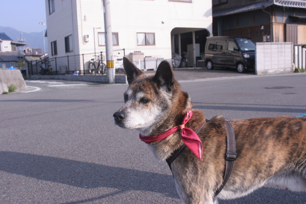 ポチ君
