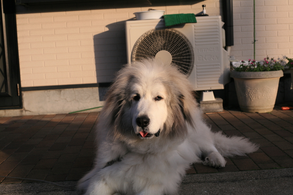 ココさん＠2019-02-08