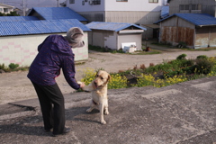 お手をするサーブ