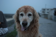 みゅうちゃんと浜で夕涼み