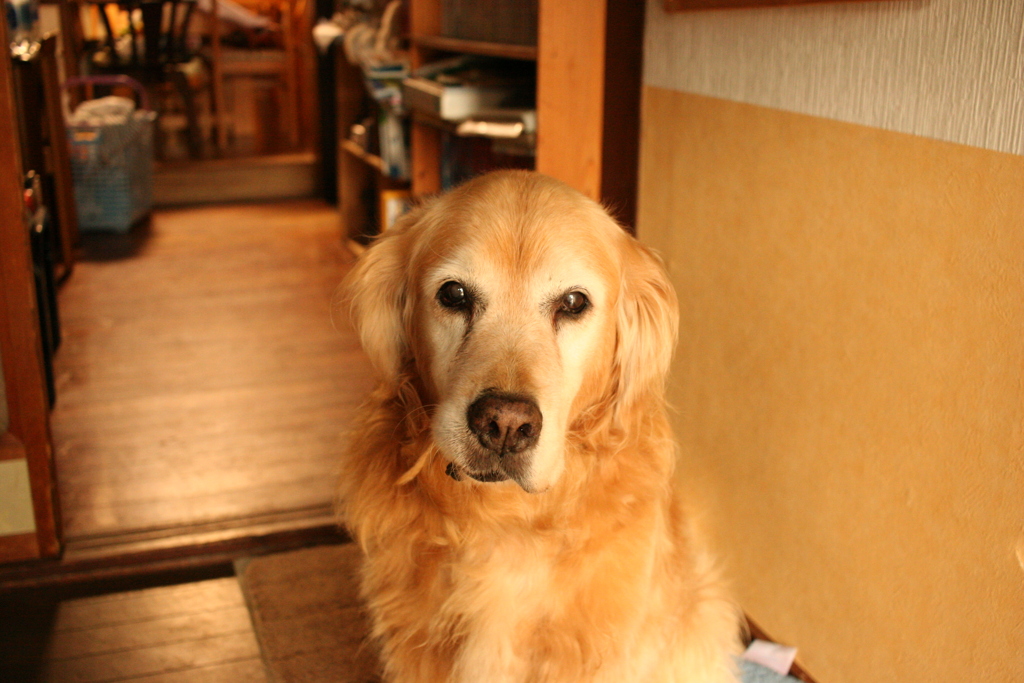 お宿番してるみゅうちゃん