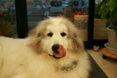 お久しぶりのココさん