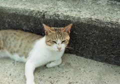 Lomography Color Negative 100 いい感じ