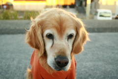 おやつが欲しいみゅうちゃん