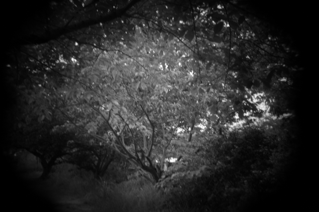 shot by Holga toy lens