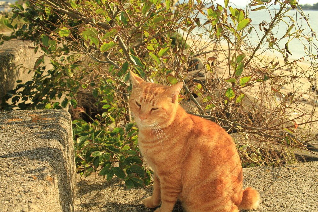 まるちゃんはでっぷり重い