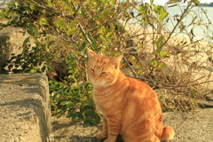 まるちゃんはでっぷり重い