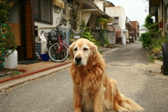 お宿番してるみゅうちゃん