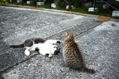 ねえ、かまって