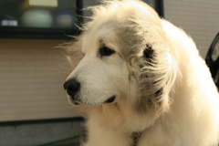 昼、番犬してるココさん