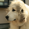 昼、番犬してるココさん