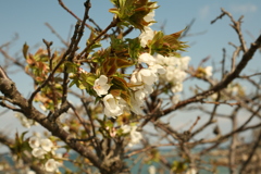 今年はちょっと遅咲きだな