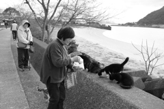 おばちゃんと猫