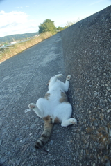 キンタマ丸出しでへそ天のトム君