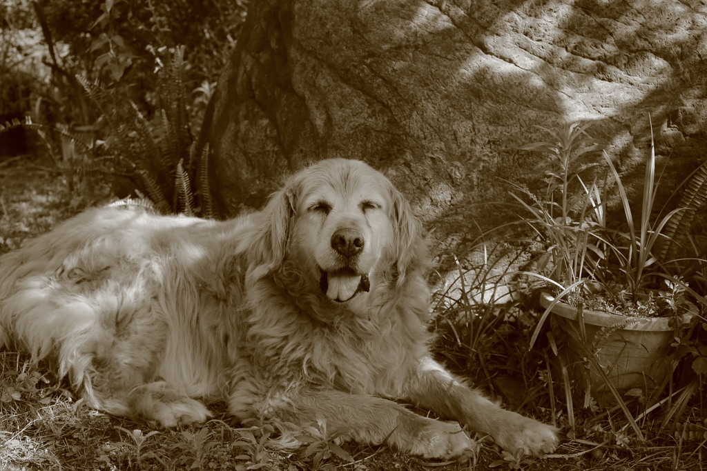 お宿番してるみゅうちゃん