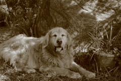 お宿番してるみゅうちゃん