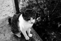 トムくん　ディープモノクロ