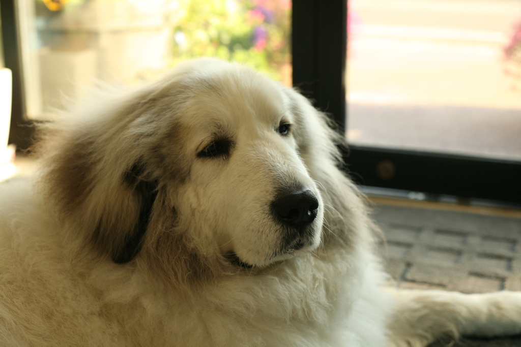 今日もゲロッピしちゃったココさん