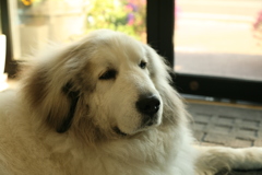 今日もゲロッピしちゃったココさん