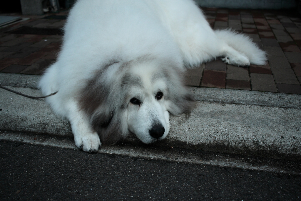おっさんまた来たな。のココちゃん