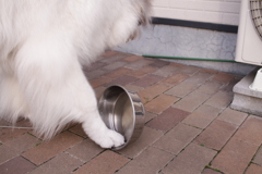 もっとご飯が欲しいココさん