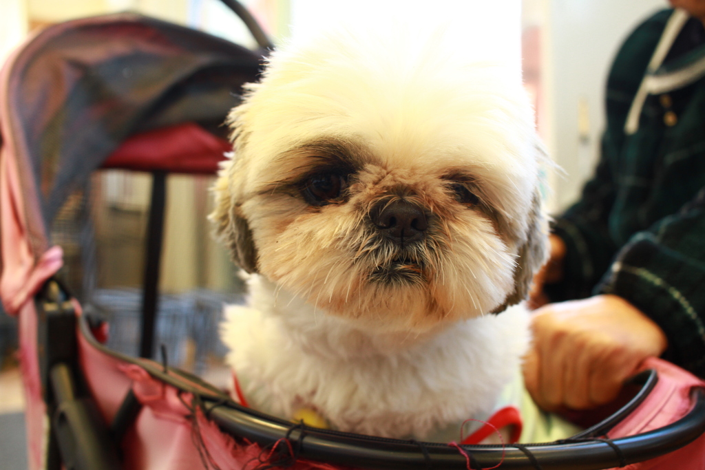 スーパーにいたモモちゃん