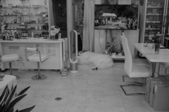 梅雨時もお店番してるココさん