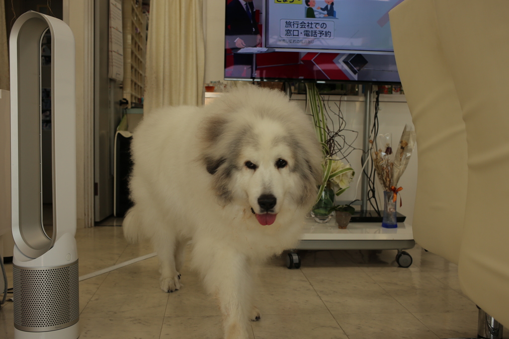 裏から出てくるココさん