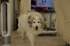 裏から出てくるココさん