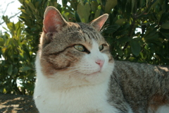 トム君