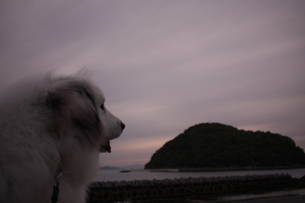 なんか見てるココちゃん