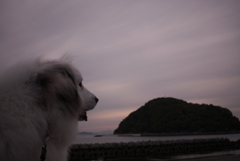 なんか見てるココちゃん