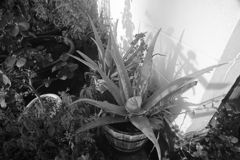 ココさん所のアロエ