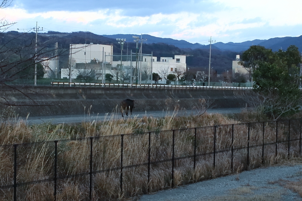 歳の瀬にイノシシに遭遇