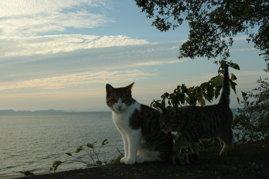 トム君とマーちゃん