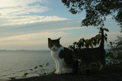 トム君とマーちゃん