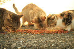 もぐもぐタイム