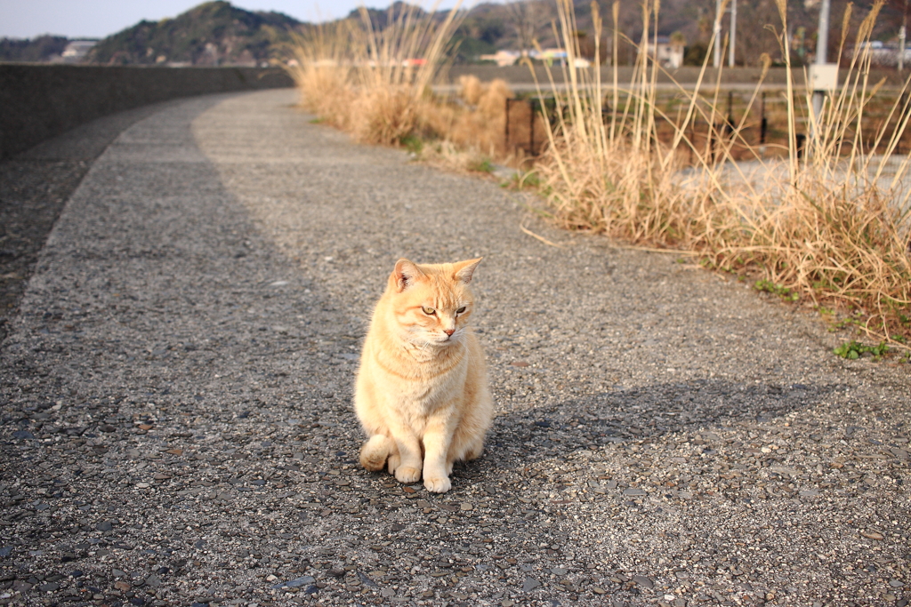 久しぶりのトラヤン