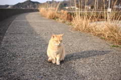 久しぶりのトラヤン